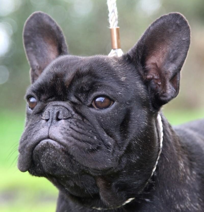 Mustang ( dit maïky ) De La Vallée Des Marsouins - 2ème Excellent CIM