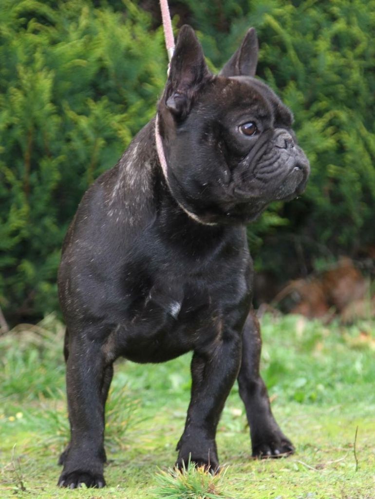Mustang ( dit maïky ) De La Vallée Des Marsouins - 1er Excellent COM Bringé RCACS