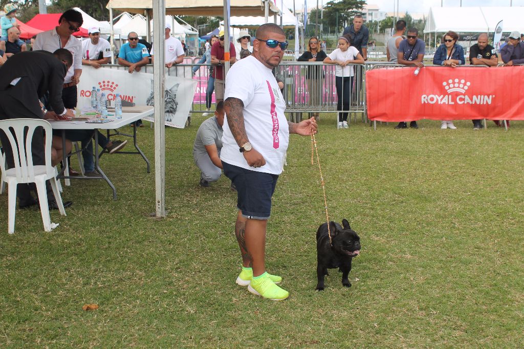 Mustang ( dit maïky ) De La Vallée Des Marsouins - 1er Excelent CIM - CACS - CACIB - BOB - 2ème BIS du Groupe 9