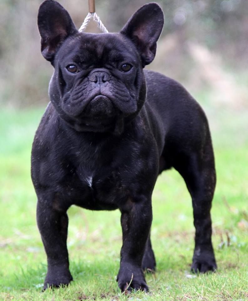 Mustang ( dit maïky ) De La Vallée Des Marsouins - 1er Excellent CIM - CACS - RCACIB