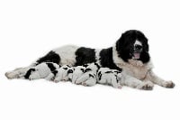 Des Pandas Des Terres Rouges