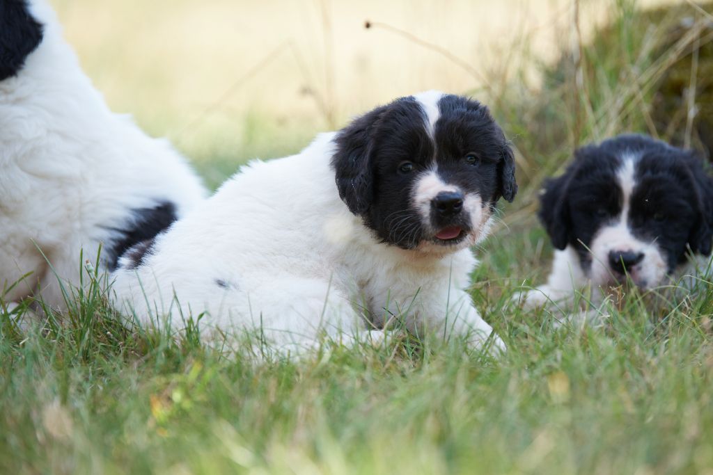 Chiot Chien d'arrêt allemand à poil dur - CHIOT 6 Du Menillet