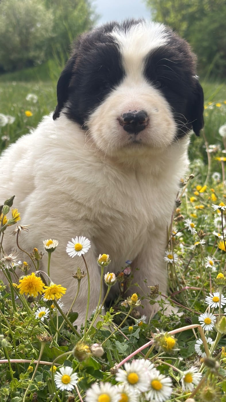 Landseer type continental europeen - Des Pandas Des Terres Rouges