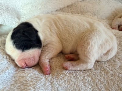 Les chiots de Landseer type continental europeen