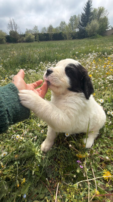 Les chiots de Landseer type continental europeen