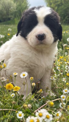 Les chiots de Landseer type continental europeen