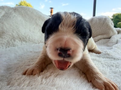 Les chiots de Landseer type continental europeen
