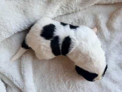 Les chiots de Landseer type continental europeen