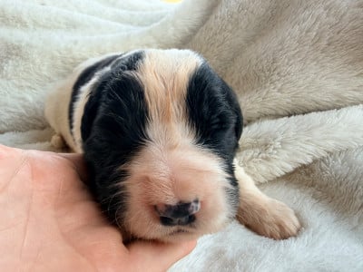 Les chiots de Landseer type continental europeen