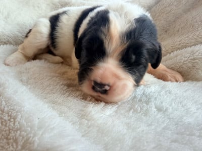 Les chiots de Landseer type continental europeen