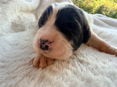 Les chiots de Landseer type continental europeen