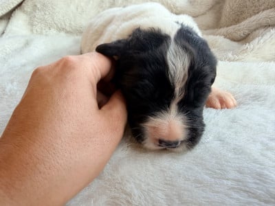 Les chiots de Landseer type continental europeen