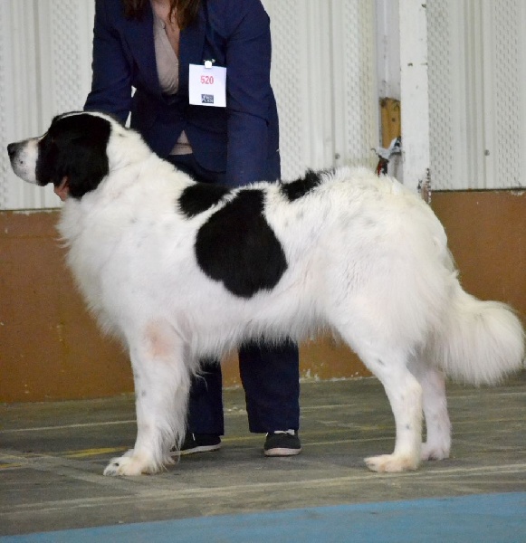 CH. Faun du Domaine des Pins d'Aurécanie - 1er Excellent - CACS - CACIB