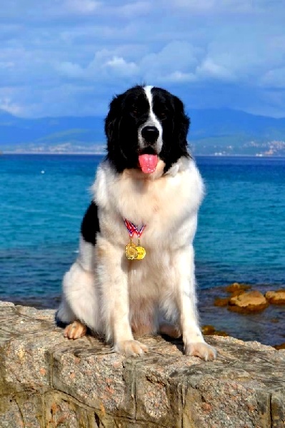 CH. Faun du Domaine des Pins d'Aurécanie - 1er Excellent CACIB - CACS - BOB