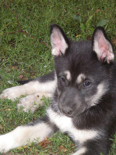 Publication : Of Alpa Trail