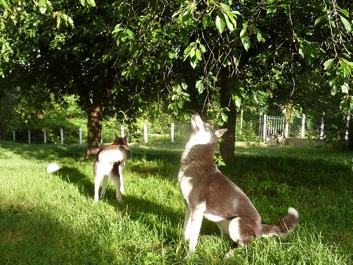 Publication : Of Alpa Trail