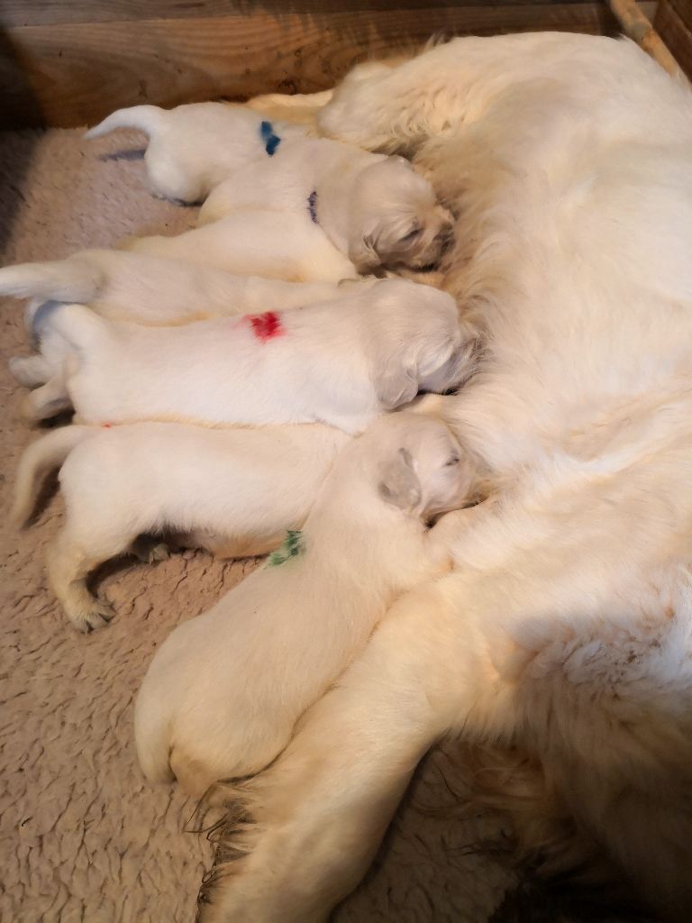 CHIOT rouge - Golden Retriever