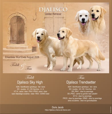Les chiots de Golden Retriever