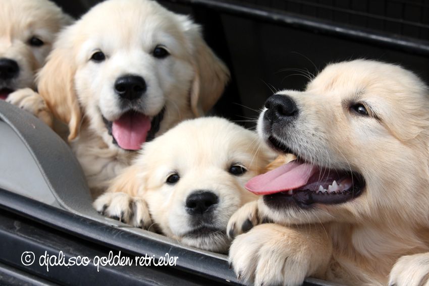 Accueil Elevage Djalisco eleveur de chiens Golden Retriever Accueil Elevage Djalisco eleveur de chiens Golden Retriever