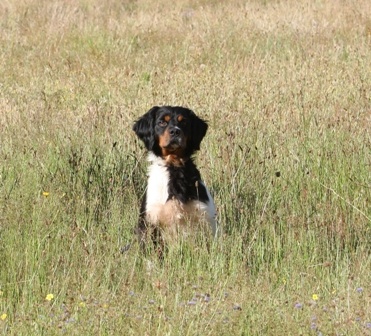 TR. CH. Bob Des landes du pech - 1er EXC RCACIB