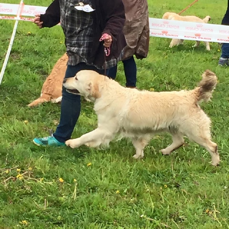 Tiramisu de atrapasuenos - Excellent