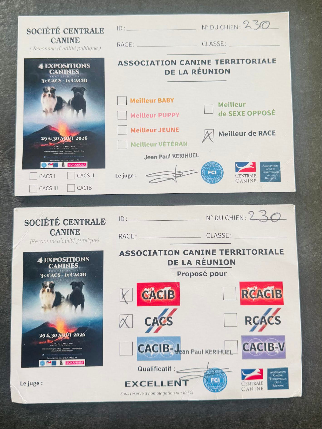 Ashtag Sexy Girl Romy des Romarins de Mayerling - 1ére Exellent CACIS CACIB Meilleur Jeune Meilleur de Race Meilleur de Groude Réserve BIS