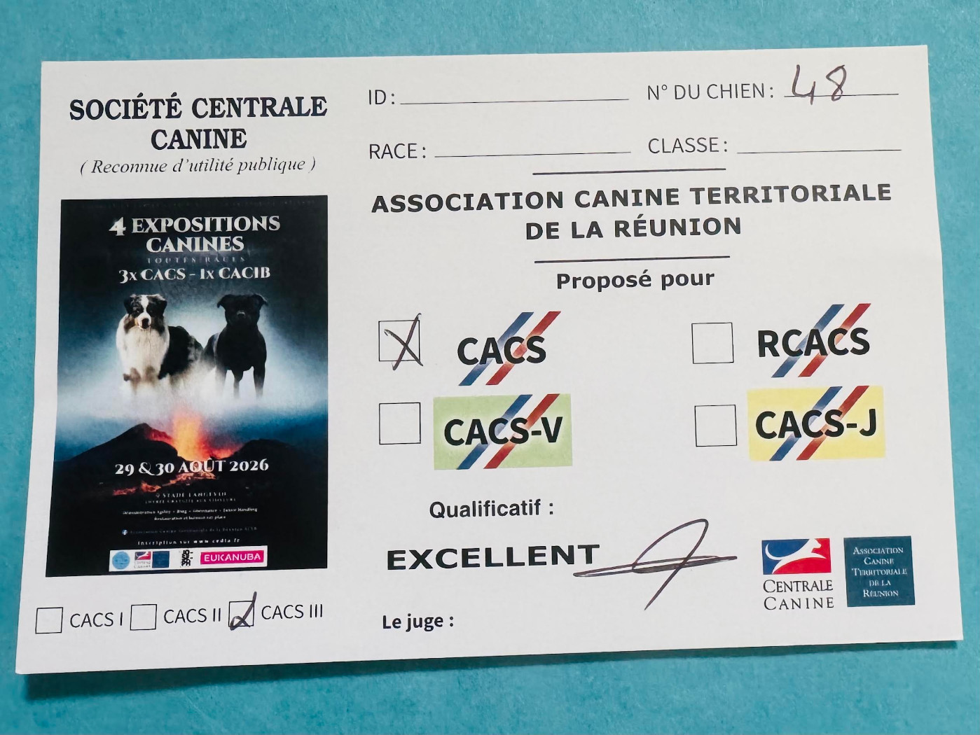 Abba dancing queen des Romarins de Mayerling - Exellent CACS