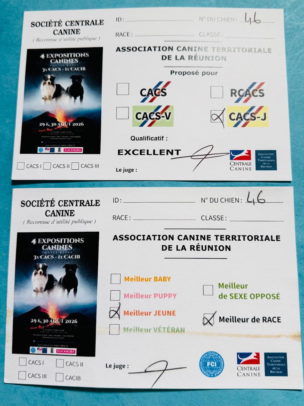 Artchy Beau Goss des Romarins de Mayerling - 1er Exellent CACS Jeune Meilleur de Race Meilleur Jeune