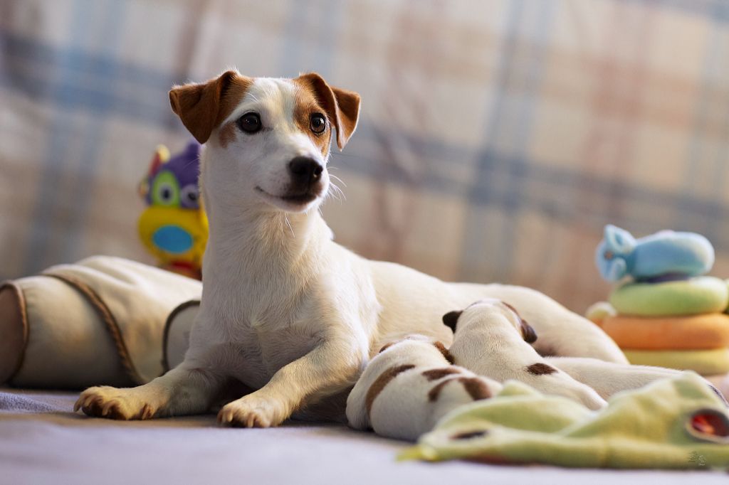 D'Austral Et Boréal - Jack Russell Terrier - Portée née le 04/09/2018