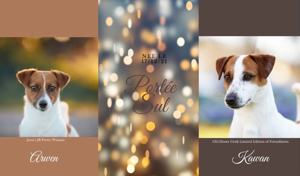 D'Austral Et Boréal - Chiot disponible  - Jack Russell Terrier