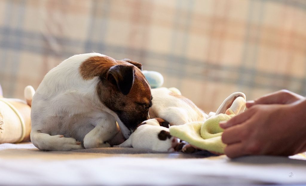 D'Austral Et Boréal - Jack Russell Terrier - Portée née le 07/09/2018
