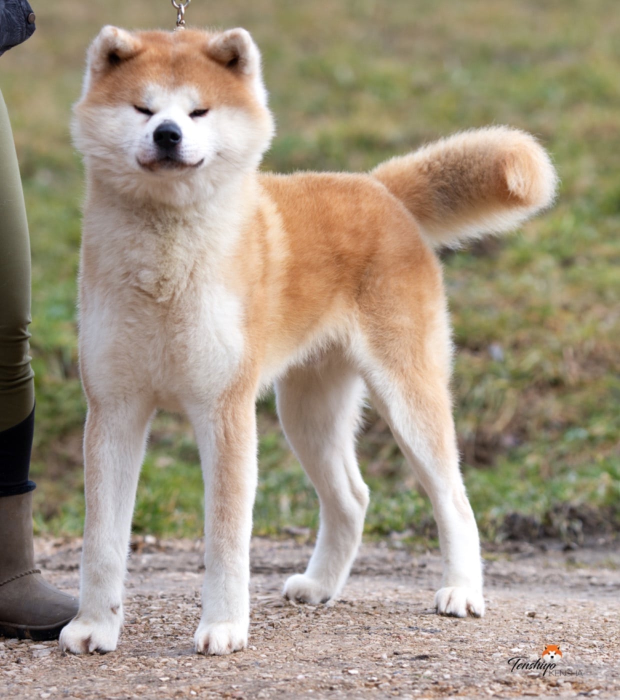 Publication : Tenshiyo Kensha Auteur : Kaerizaki