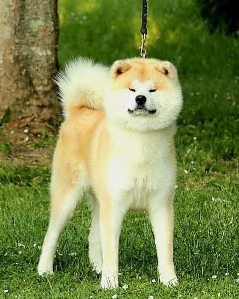 Publication : Tenshiyo Kensha Auteur : Kaerizaki