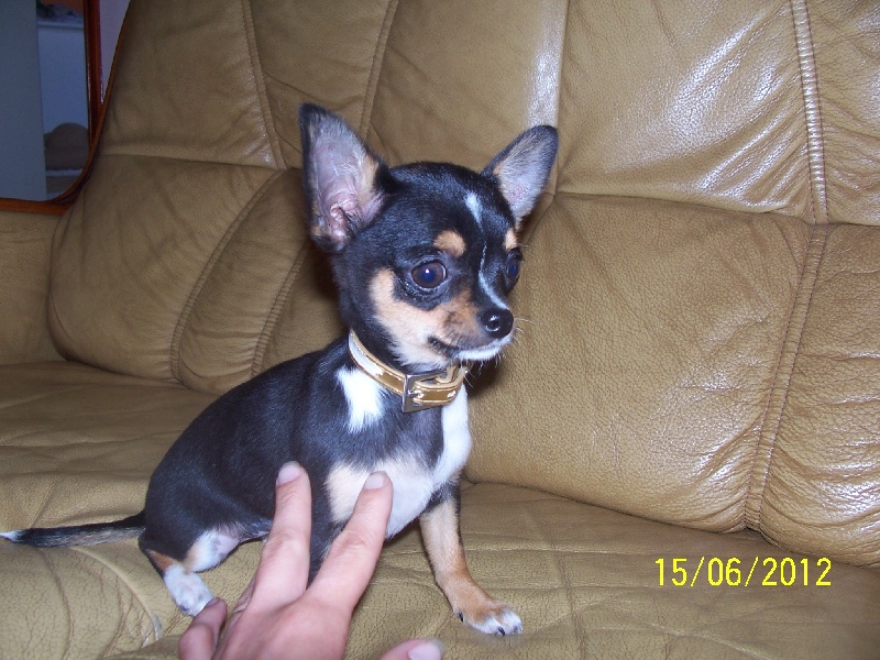 Publication : Du domaine di l'Angeli Auteur : Giacomi Angélique