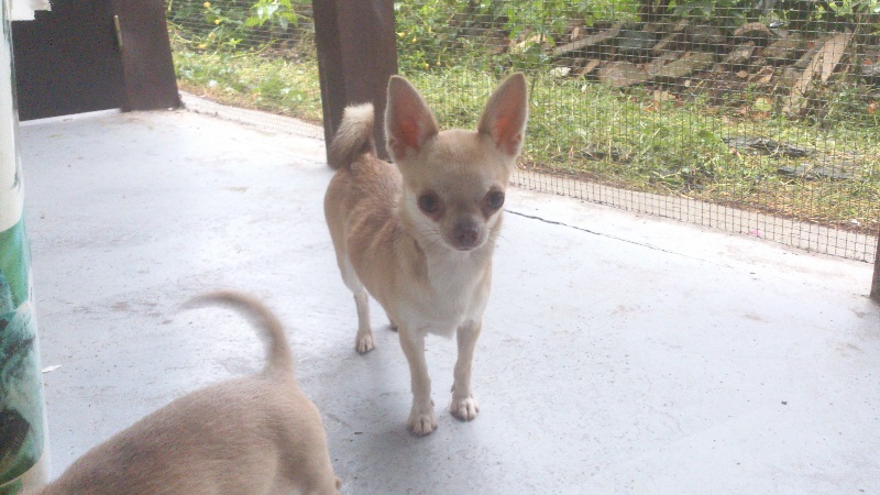 Publication : Du domaine di l'Angeli Auteur : Mme Gouin Claude-Danielle