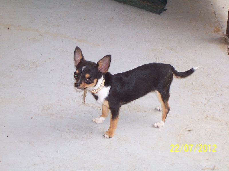 Publication : Du domaine di l'Angeli Auteur : Giacomi Angélique