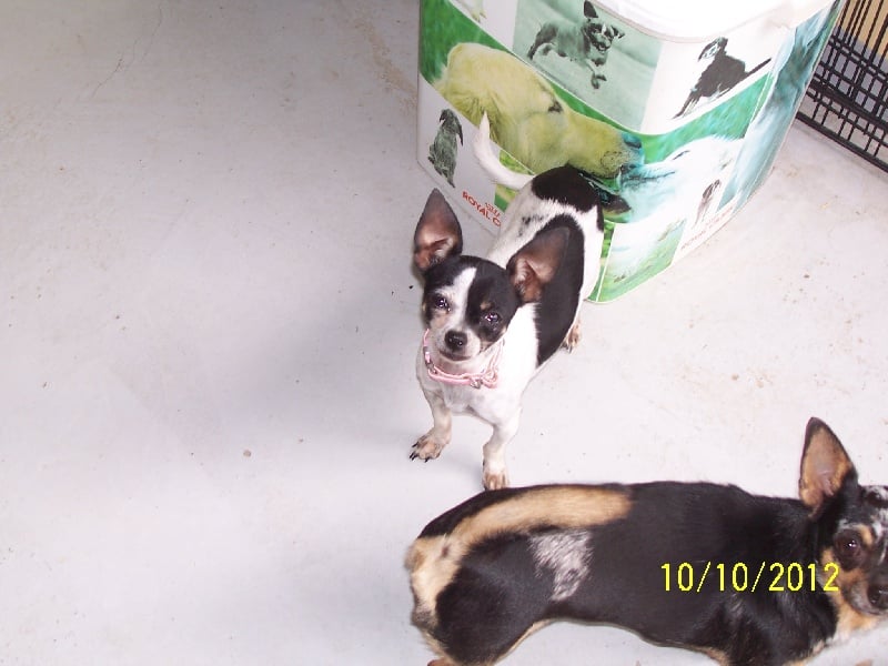 Publication : Du domaine di l'Angeli Auteur : Giacomi Angélique