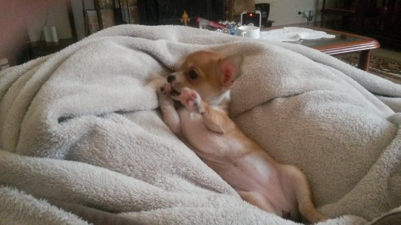 Publication : Du domaine di l'Angeli Auteur : Giacomi Angélique