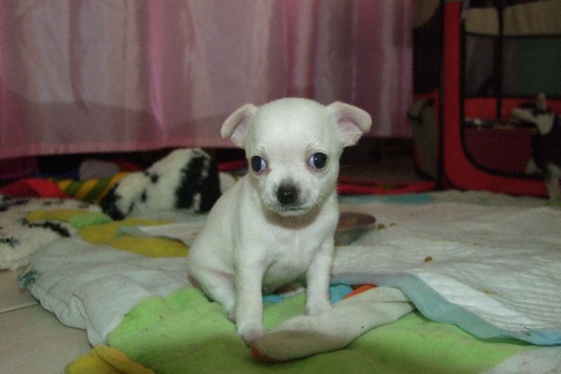 Publication : Du domaine di l'Angeli Auteur : Giacomi Angélique