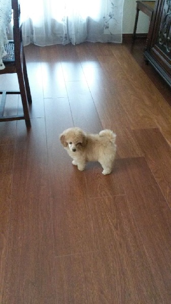 Publication : Du domaine di l'Angeli Auteur : Angélique