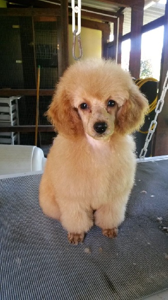 Publication : Du domaine di l'Angeli Auteur : Angélique