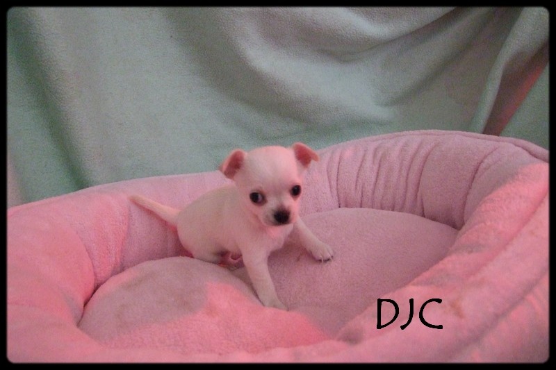 Publication : Du domaine di l'Angeli Auteur : Giacomi Angélique