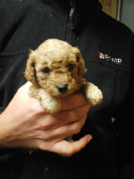 Publication : Du domaine di l'Angeli Auteur : Angélique