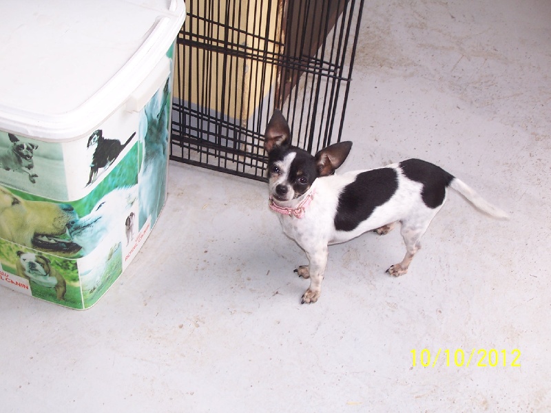 Publication : Du domaine di l'Angeli Auteur : Giacomi Angélique