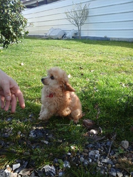 Publication : Du domaine di l'Angeli Auteur : Angélique