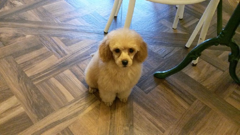 Publication : Du domaine di l'Angeli Auteur : Angélique