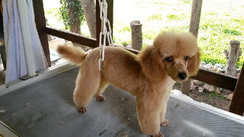 Publication : Du domaine di l'Angeli Auteur : Angélique