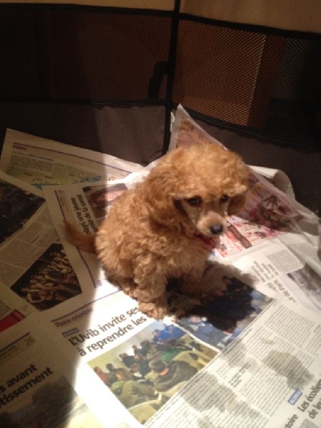 Publication : Du domaine di l'Angeli Auteur : Angélique