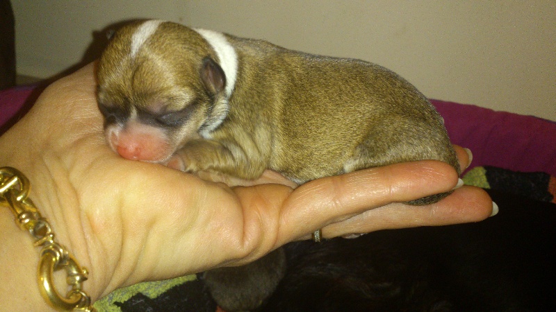 Publication : Du domaine di l'Angeli Auteur : Giacomi Angélique