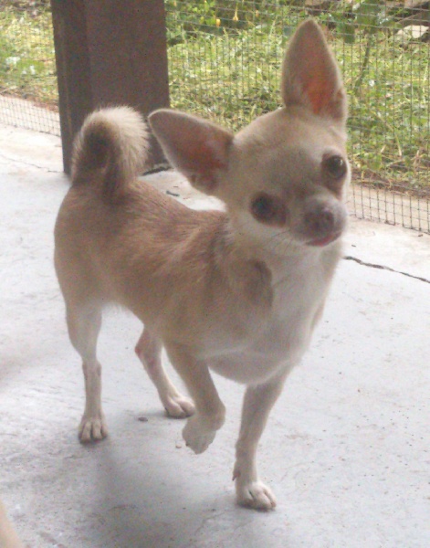 Publication : Du domaine di l'Angeli Auteur : Mme Gouin Claude-Danielle